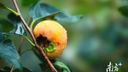 文化中国行·寒露 | 枫艳菊黄岭南秋，蔗熟姜香岁物收