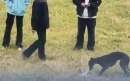 安徽蚌埠三男子在公共场合放烈性犬虐杀小猫,当地12345回应:公安已经立案调查