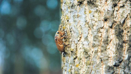 夏夜在公园里抓“季鸟猴”,违规吗?
