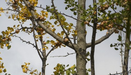 不要捡！不要吃！昆明街头正大量出现……