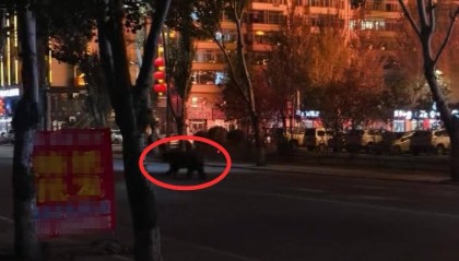 大黑熊夜里独闯黑龙江一县城闹市区，警方连开10多枪击毙，回应为何没用麻醉枪