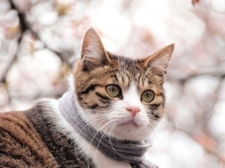 日本计划发行新版纸币，P图大神趁机推出柴犬币和猫咪钞票