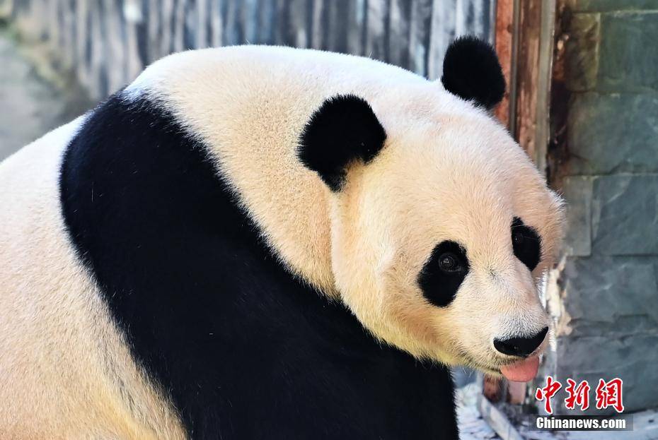 海归大熊猫“小礼物”在九寨沟原始生态区乐享家乡生活