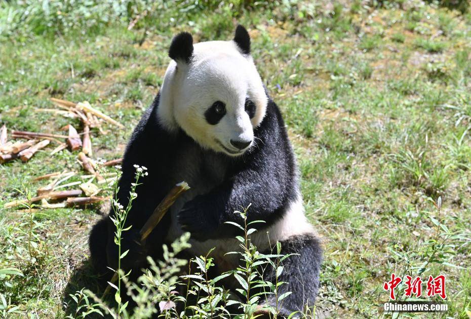 海归大熊猫“小礼物”在九寨沟原始生态区乐享家乡生活