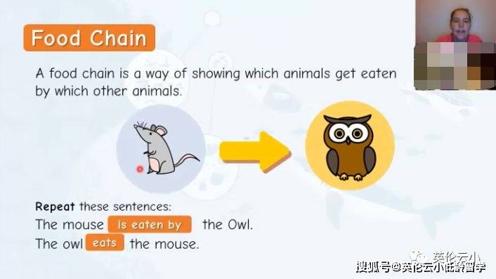 有点意思，英国小学科学课，了解食物链和猎食关系。