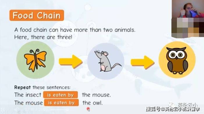 有点意思，英国小学科学课，了解食物链和猎食关系。