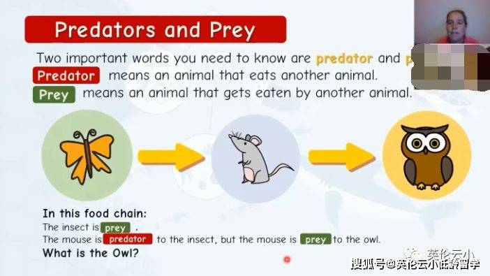 有点意思，英国小学科学课，了解食物链和猎食关系。