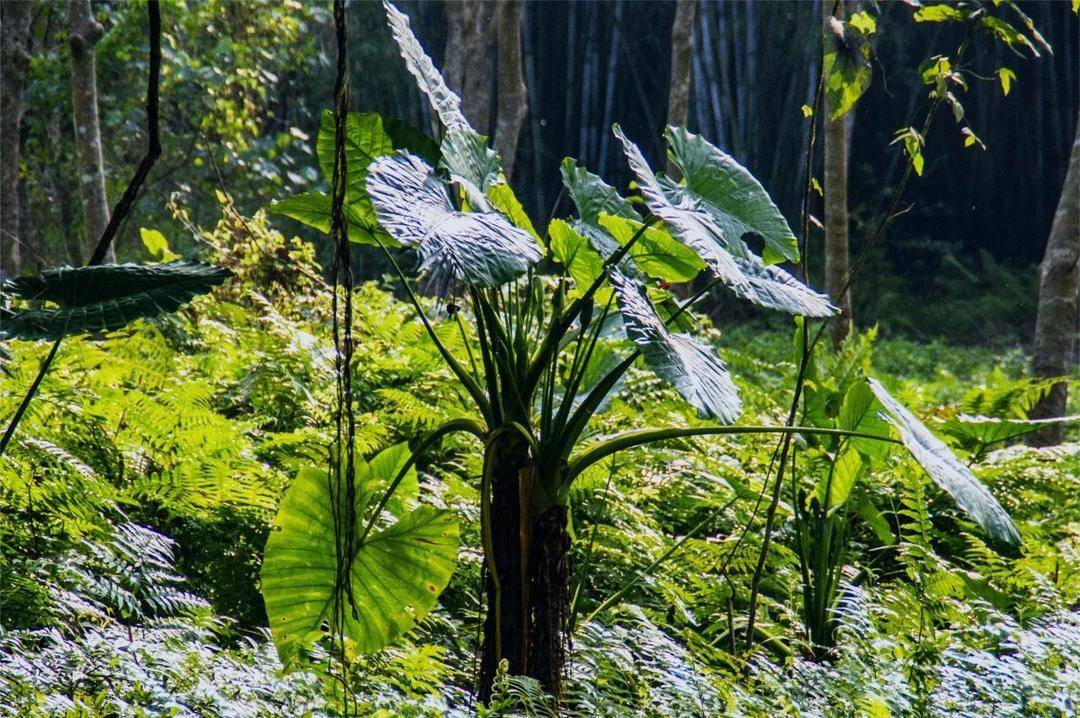 这4种常见植物有毒！别吃！家里有娃的，尤其要注意→