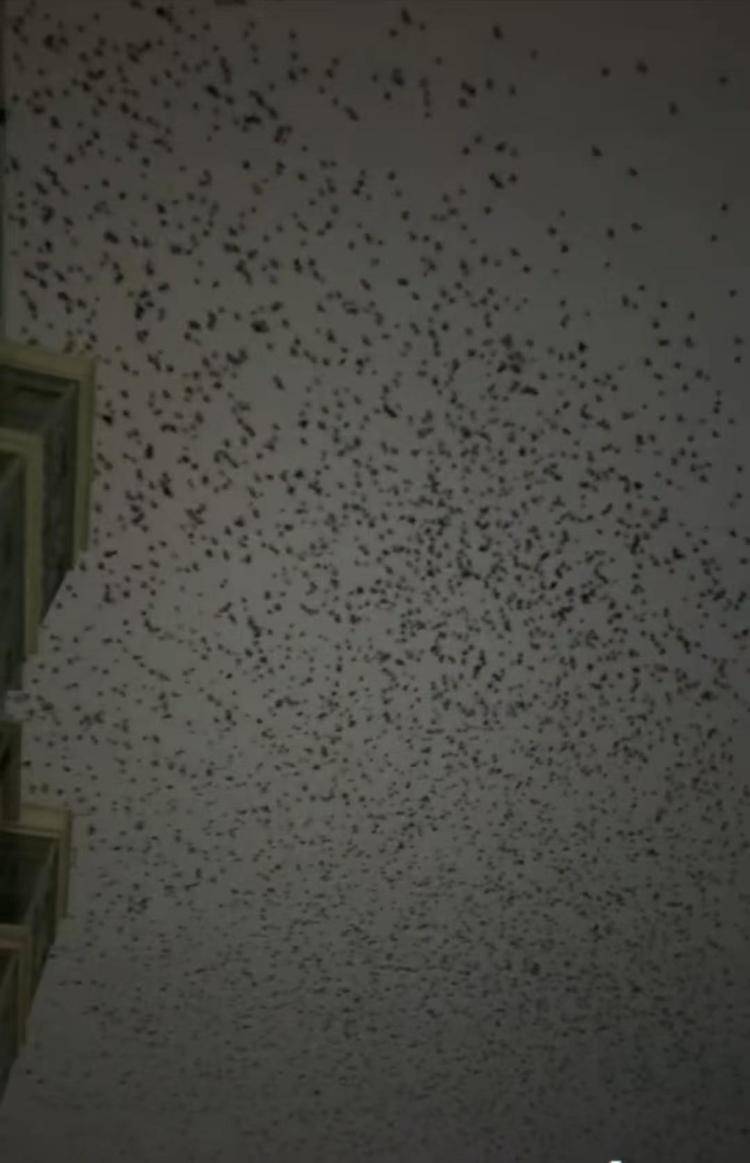 河北等多地天空现密集鸟群，网友担心是灾害预兆，当地称未收到相关预警，专家解读