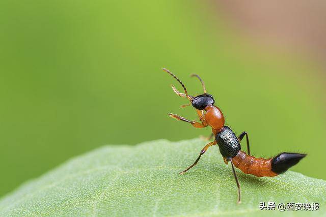 “飞行的硫酸”，来了