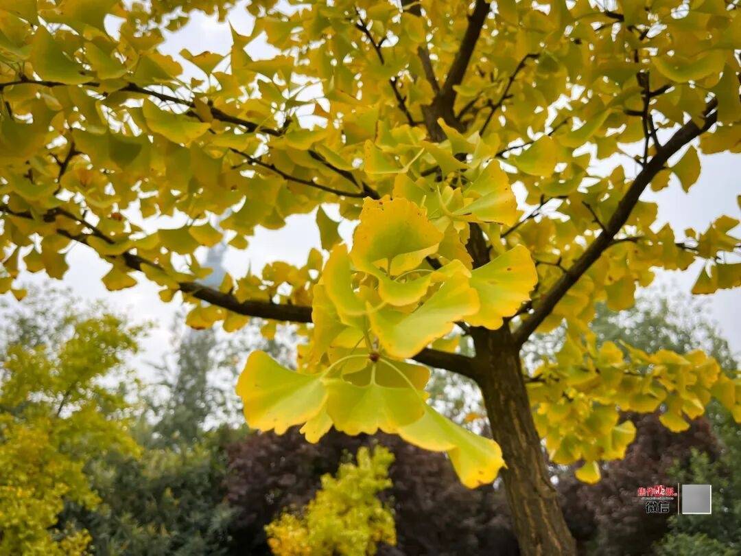 银杏金黄!铺满焦作的秋天!